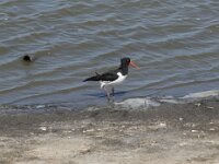 Haematopus ostralegus 94, Scholekster, Saxifraga-Willem van Kruijsbergen