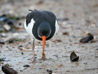 Haematopus ostralegus 98, Scholekster, Saxifraga-Tom Heijnen