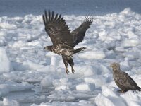 Haliaeetus albicilla 17, Zeearend, juvenile, Saxifraga-Piet Munsterman