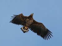 Haliaeetus albicilla 28, Zeearend, Saxifraga-Bart Vastenhouw