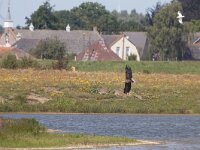 Haliaeetus albicilla 32, Zeearend, Saxifraga-Mark Zekhuis