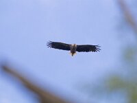 Haliaeetus albicilla 33, Zeearend, Saxifraga-Mark Zekhuis