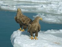 Haliaeetus albicilla 4, Zeearend, Saxifraga-Piet Munsterman