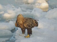 Haliaeetus albicilla 7, Zeearend, Saxifraga-Piet Munsterman