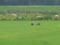 Haliaeetus albicilla 95, Zeearend, Saxifraga-Mark Zekhuis