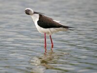 Himaletopus himaletopus 104, Steltkluut, Saxifraga-Tom Heijnen