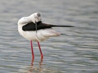 Himaletopus himaletopus 105, Steltkluut, Saxifraga-Tom Heijnen