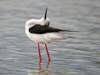 Himaletopus himaletopus 106, Steltkluut, Saxifraga-Tom Heijnen