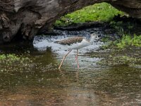 Himaletopus himaletopus 115, Steltkluut, adult, male, Saxifraga-Theo Verstrael