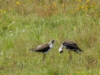Himaletopus himaletopus 117, Steltkluut, adult, male, Saxifraga-Theo Verstrael