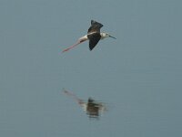 Himaletopus himaletopus 2, Steltkluut, Saxifraga-Jan van der Straaten