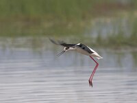 Himaletopus himaletopus 24, Steltkluut, Saxifraga-Luc Hoogenstein