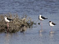 Himaletopus himaletopus 45, Steltkluut, Saxifraga-Mark Zekhuis