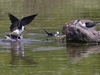 Himaletopus himaletopus 48, Steltkluut, Saxifraga-Mark Zekhuis