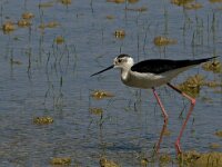 Himaletopus himaletopus 54, Steltkluut, Saxifraga-Jan van der Straaten