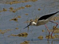 Himaletopus himaletopus 56, Steltkluut, Saxifraga-Jan van der Straaten