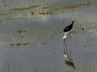 Himaletopus himaletopus 59, Steltkluut, Saxifraga-Jan van der Straaten