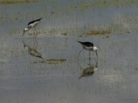 Himaletopus himaletopus 60, Steltkluut, Saxifraga-Jan van der Straaten