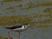 Himaletopus himaletopus 62, Steltkluut, Saxifraga-Jan van der Straaten