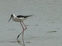 Himaletopus himaletopus 69, Steltkluut, Saxifraga-Willem van Kruijsbergen