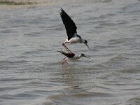 Himaletopus himaletopus 84, Steltkluut, Saxifraga-Bart Vastenhouw