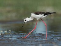 Himaletopus himaletopus 88, Steltkluut, Saxifraga-Joerg Mager