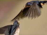 Boerenzwaluw  boerenzwaluw -juveniel-Harderwijk september 2006