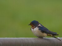 Boerenzwaluw  Boerenzwaluw in de Arkemheenpolder : Hirundo rustica.