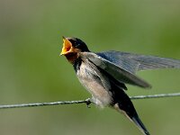 Hirundo rustica 10, Boerenzwaluw, juvenile, Saxifraga-Piet Munsterman