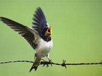 Hirundo rustica 11, Boerenzwaluw, juvenile, Saxifraga-Piet Munsterman
