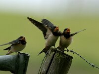 Hirundo rustica 12, Boerenzwaluw, juvenile, Saxifraga-Piet Munsterman
