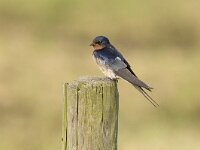 Boerenzwaluw, Barn Swallow  Boerenzwaluw, Barn Swallow : Arkemheen, Barn Swallow, Boerenzwaluw, bird, born to travel, paal, paaltje, pole, vogel, zittend, zwaluw