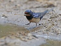 Hirundo rustica 178, Boerenzwaluw, Saxifraga-Mark Zekhuis