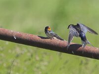 Hirundo rustica 19, Boerenzwaluw, Saxifraga-Martin Mollet