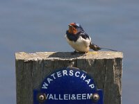 Boerenzwaluw  Boerenzwaluw in de Arkemheenpolder : Hirundo rustica.