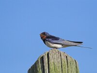 Hirundo rustica 23, Boerenzwaluw, Saxifraga-Martin Mollet