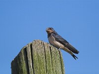Hirundo rustica 24, Boerenzwaluw, Saxifraga-Martin Mollet