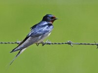 Hirundo rustica 31, Boerenzwaluw, Saxifraga-Ab H Baas