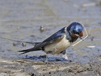 Boerenzwaluw #46979 : Boerenzwaluw, Hirundo rustica, European swallow