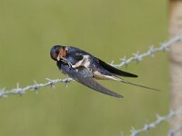 Hirundo rustica 5, Boerenzwaluw, Saxifraga-Jaap Schelvis