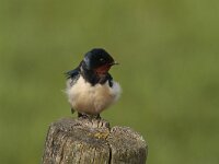 Hirundo rustica 53, Boerenzwaluw, Saxifraga-Jan Nijendijk