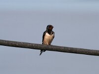 Hirundo rustica 63, Boerenzwaluw, Saxifraga-Dirk Hilbers