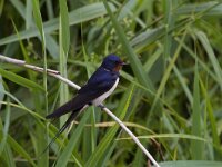 Hirundo rustica 66, Boerenzwaluw, Saxifraga-Jan Nijendijk