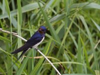 Hirundo rustica 67, Boerenzwaluw, Saxifraga-Jan Nijendijk