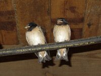 Boerenzwaluwen ringen