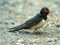 Hirundo rustica 8, Boerenzwaluw, Saxifraga-Piet Munsterman
