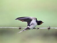 Hirundo rustica 9, Boerenzwaluw, juvenile, Saxifraga-Piet Munsterman