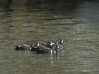 Histrionicus histrionicus 10, Harlekijneend, Saxifraga-Rob Felix : Animalia, Aves, Chordata, animal, bird, dier, dieren, gewervelde dieren, vertebraat, vertebrate, vogel, vogels