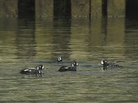 Histrionicus histrionicus 13, Harlekijneend, Saxifraga-Rob Felix : Animalia, Aves, Chordata, animal, bird, dier, dieren, gewervelde dieren, vertebraat, vertebrate, vogel, vogels