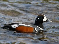 Histrionicus histrionicus 18, Harlekijneend, Saxifraga-Bart Vastenhouw